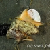 octopus_coconut_bottle_kbrab_h_0306_sul5325.jpg